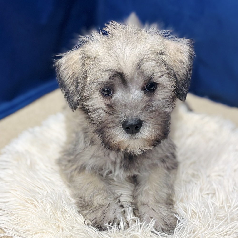 岐阜県のシュナマル/マルシュナ(シュナウザー×マルチーズ) (犬の家＆猫の里中津川店/2025年12月28日生まれ/男の子/ソルトペッパー)の子犬の2枚目の画像