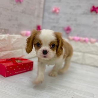 静岡県のキャバリアキングチャールズスパニエル (犬の家＆猫の里プレ葉ウォーク浜北店/2025年12月28日生まれ/男の子/ブレンハイム)の子犬の2枚目の画像