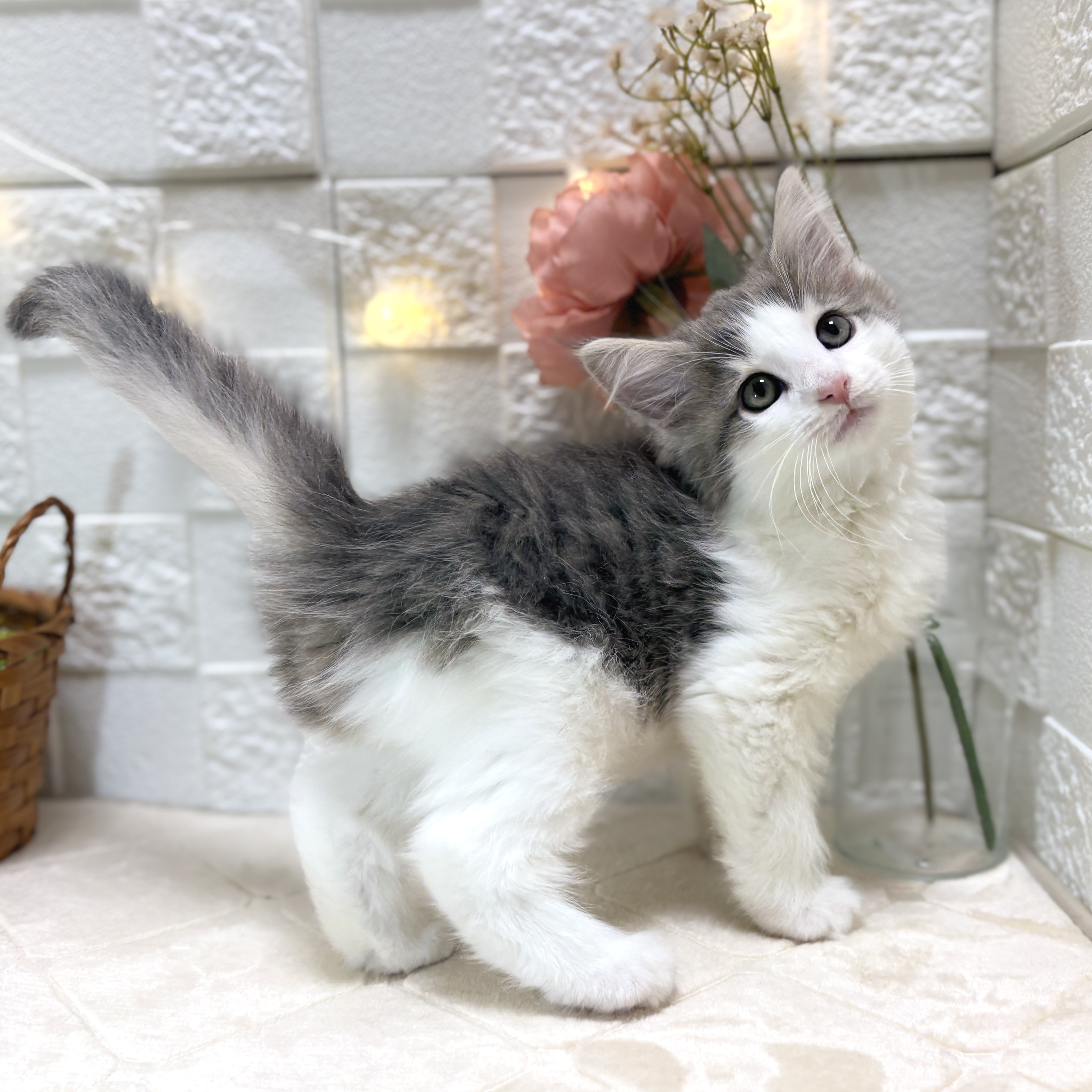 東京都のノルウェージャンフォレストキャット (犬の家＆猫の里ペットフォレスト小平店/2025年12月26日生まれ/男の子/ブルータビーホワイト)の子猫の2枚目の画像