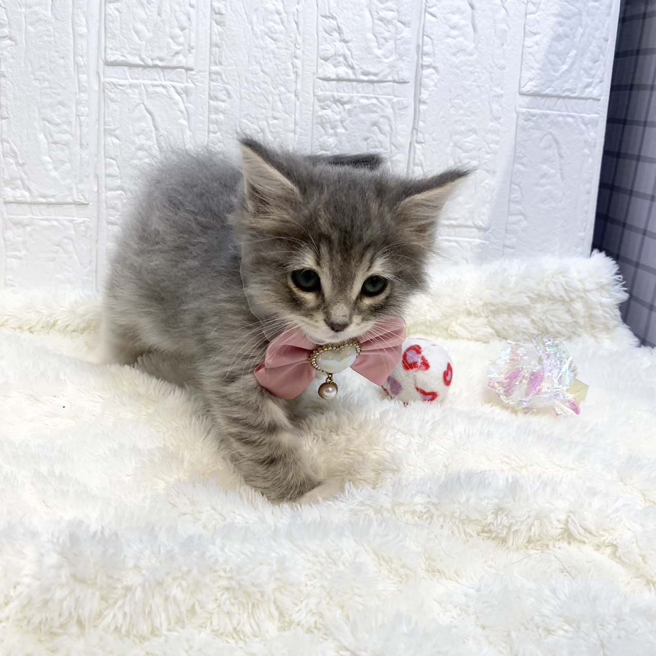 長野県のノルウェージャンフォレストキャット (犬の家＆猫の里カインズ梓川店/2025年12月26日生まれ/女の子/ブルータビーホワイト)の子猫の2枚目の画像