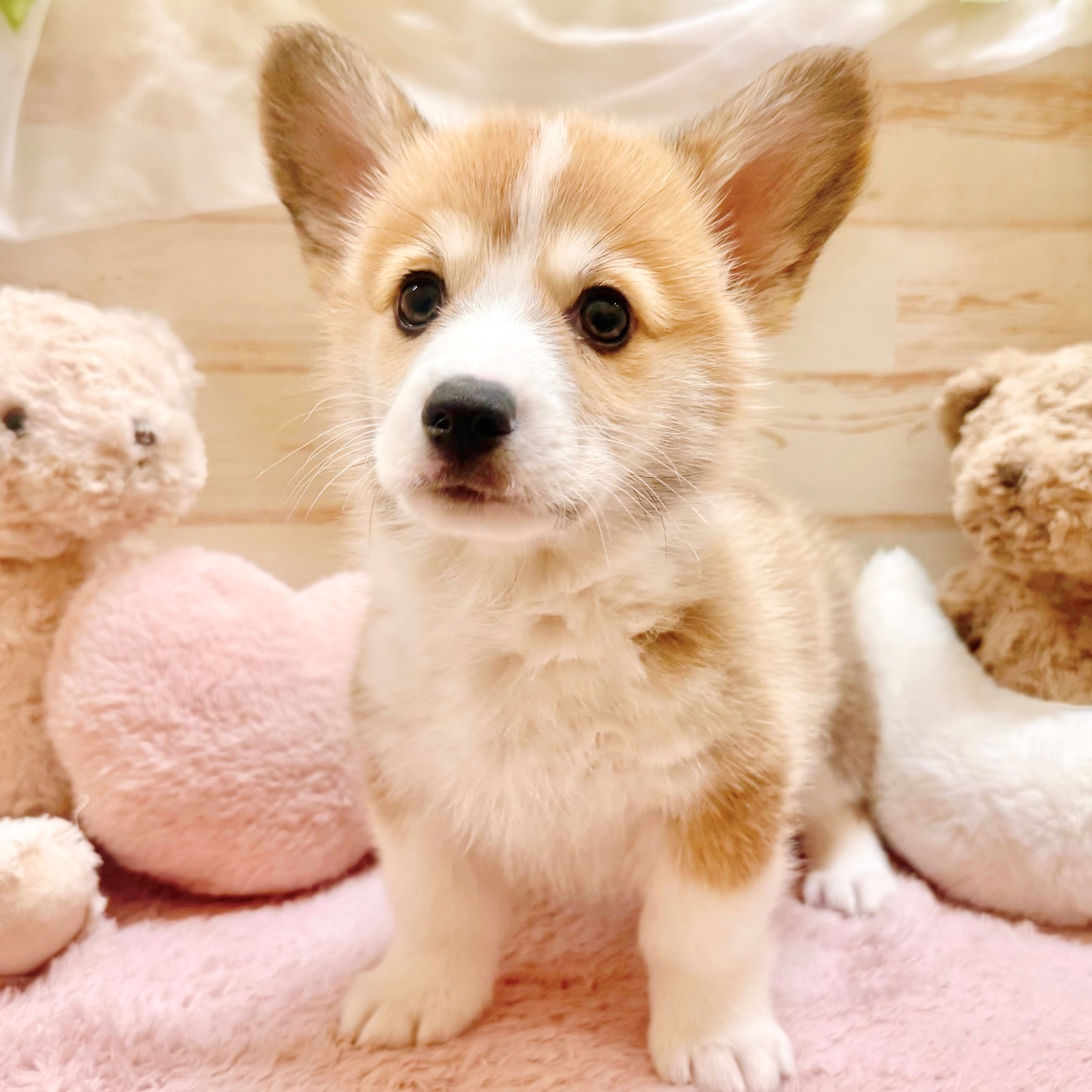 兵庫県のウェルシュコーギーペンブローク (犬の家＆猫の里神戸店/2025年12月27日生まれ/男の子/レッドホワイト)の子犬の2枚目の画像