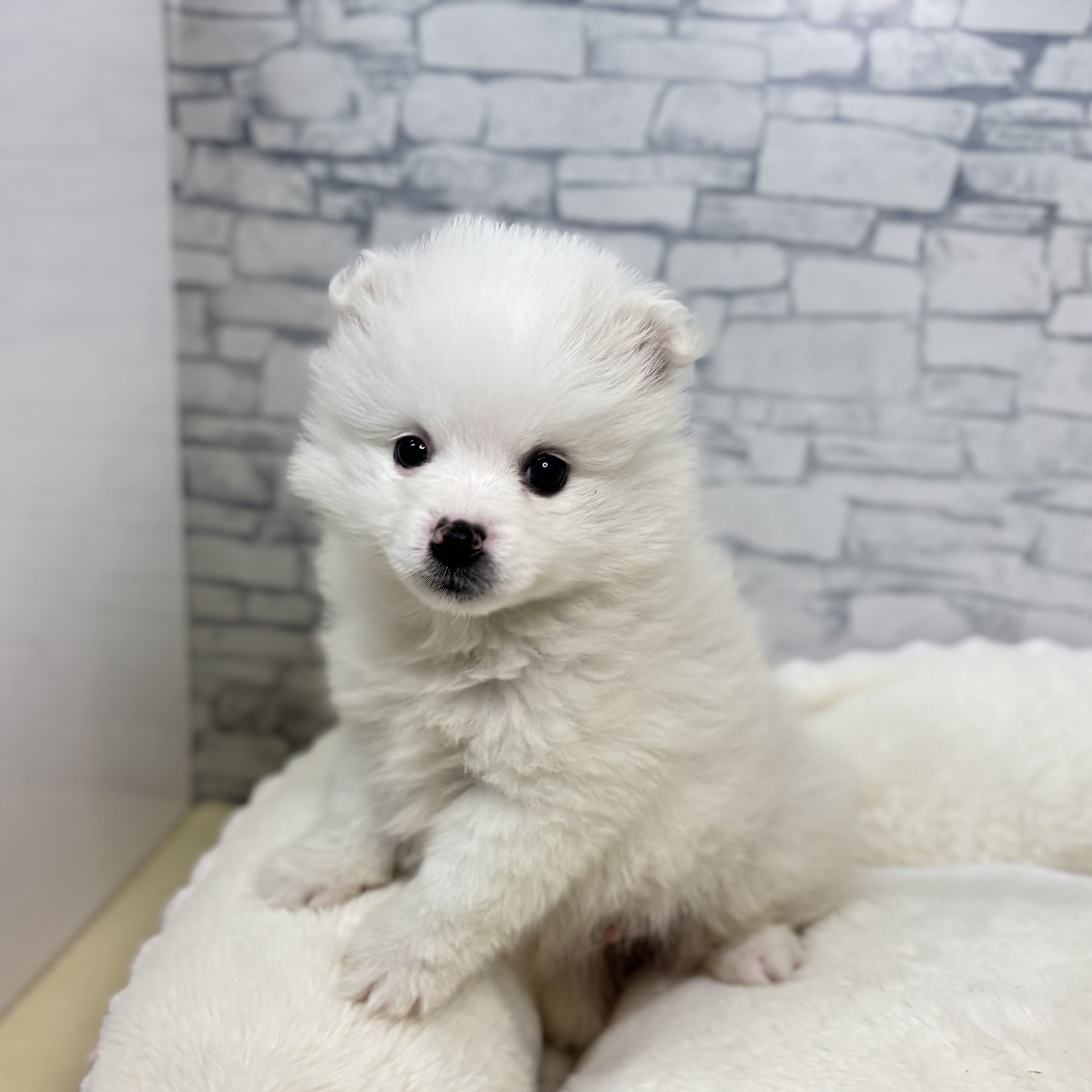 長野県のハーフ犬・ミックス犬 (犬の家＆猫の里長野店/2025年12月26日生まれ/男の子/ホワイト)の子犬の2枚目の画像