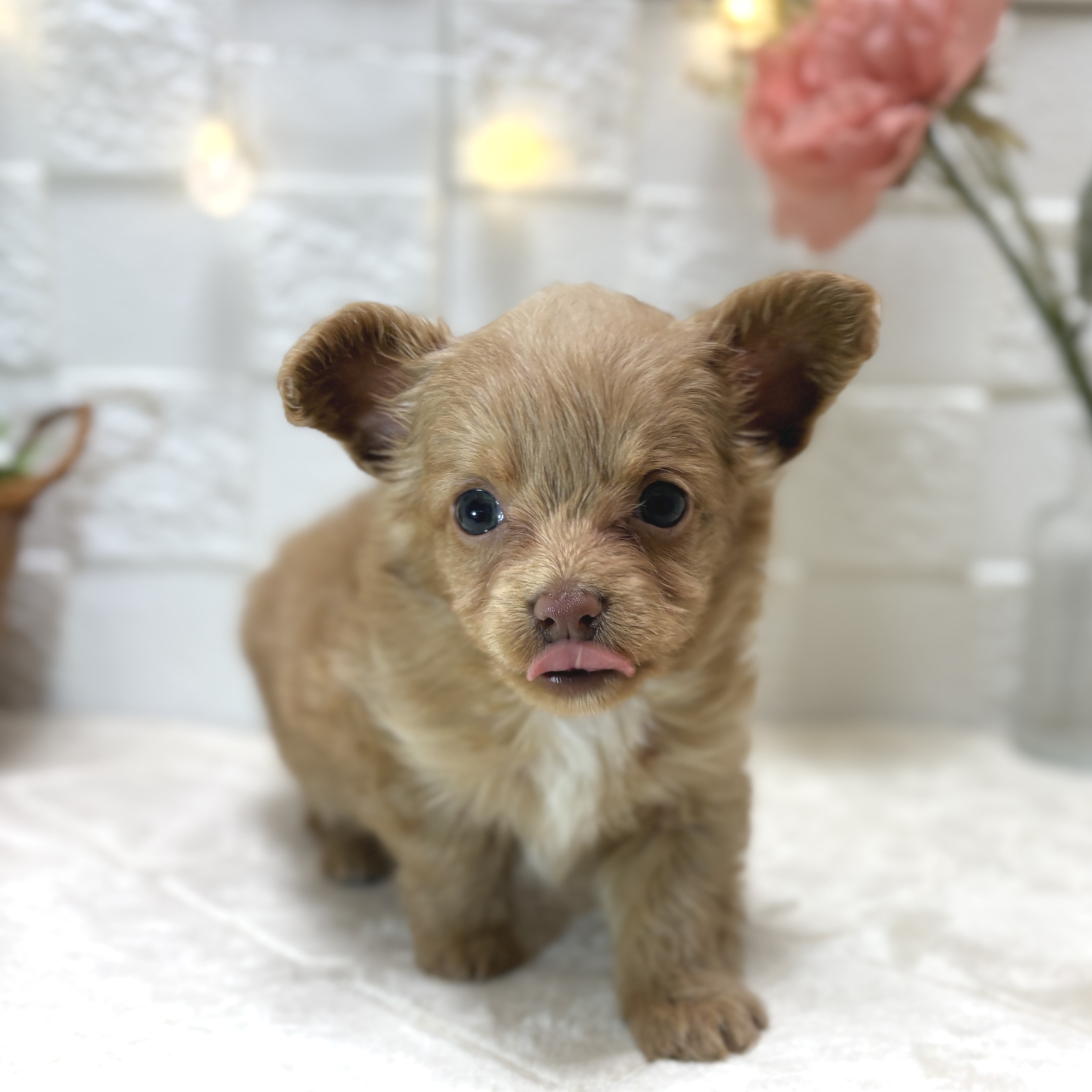 東京都のチワプー/プーチー(チワワ×プードル) (犬の家＆猫の里ペットフォレスト小平店/2025年12月30日生まれ/女の子/レッド)の子犬の2枚目の画像