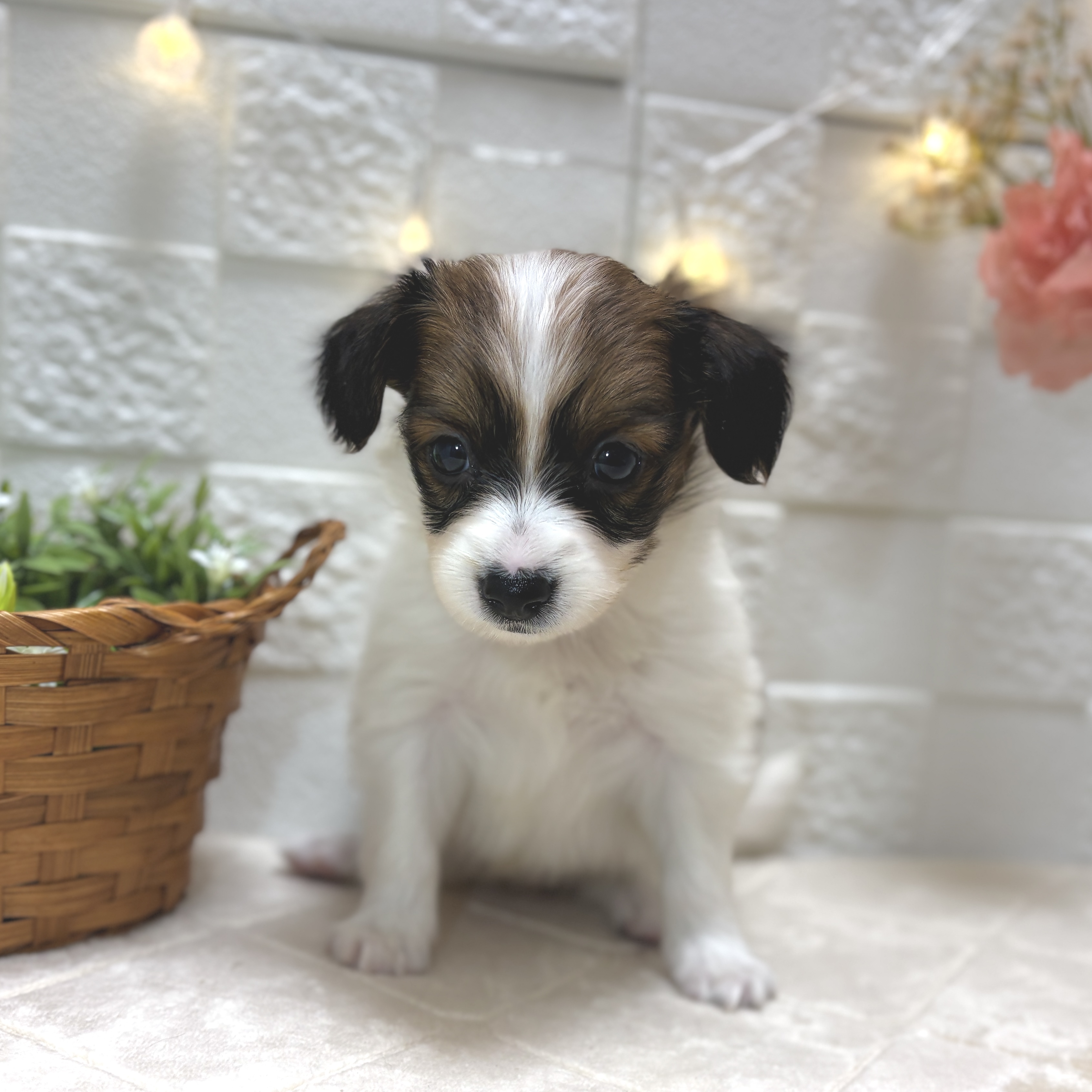 東京都のパピヨン (犬の家＆猫の里ペットフォレスト小平店/2025年12月30日生まれ/女の子/ホワイトブラウン)の子犬の2枚目の画像