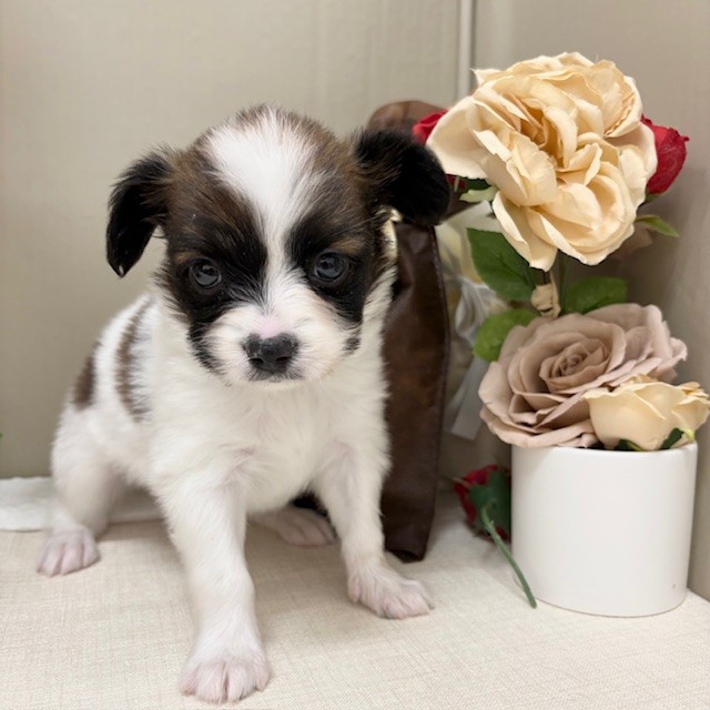 千葉県のパピヨン (犬の家＆猫の里ワンズモール稲毛店/2025年12月30日生まれ/男の子/ホワイトブラウン)の子犬の2枚目の画像