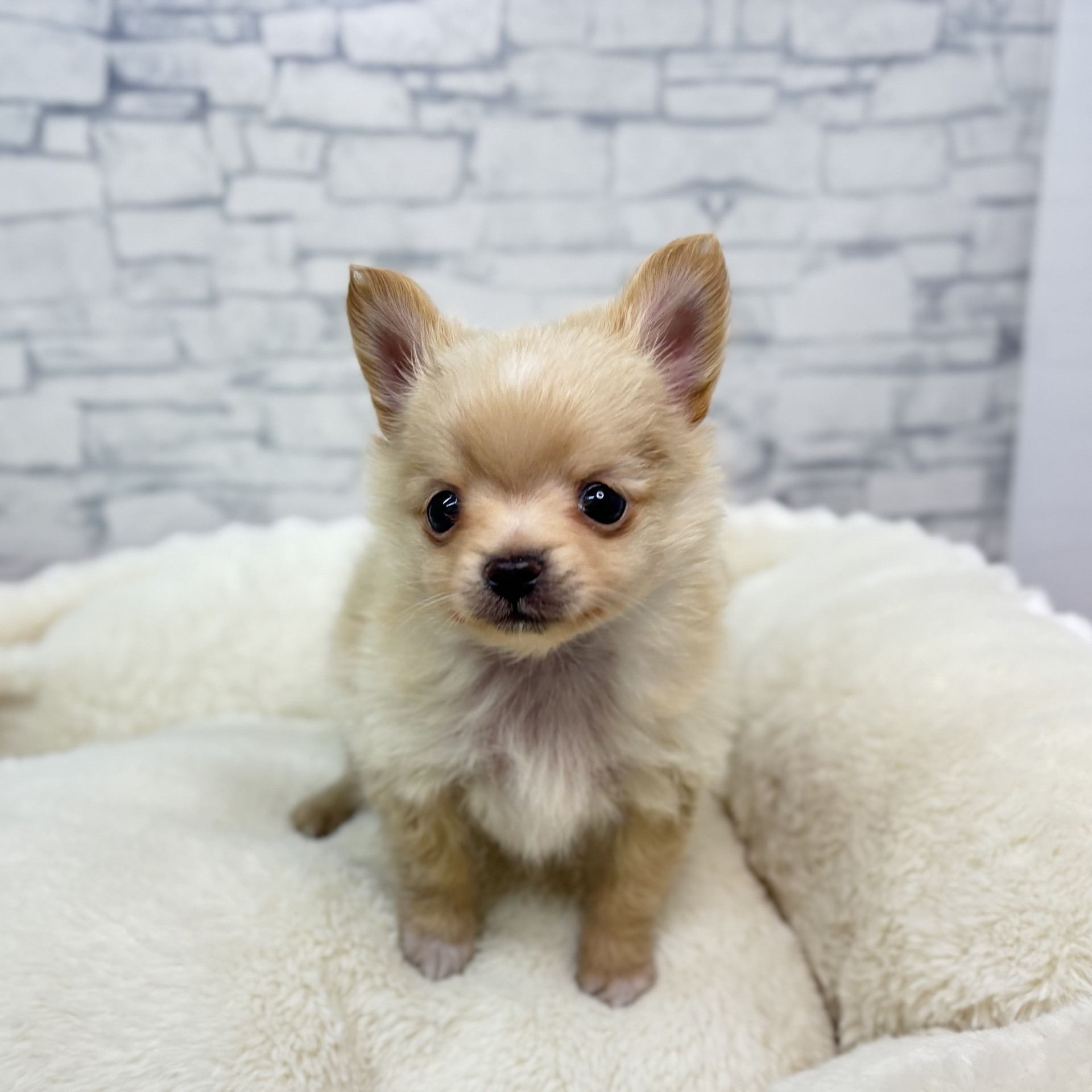 長野県のポメチワ/チワポメ/ポメチー(ポメラニアン×チワワ) (犬の家＆猫の里長野店/2025年12月27日生まれ/男の子/クリーム)の子犬の2枚目の画像