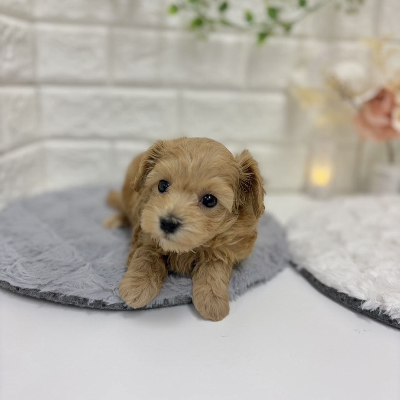 神奈川県のマルプー(マルチーズ×プードル) (犬の家＆猫の里相模原店/2025年12月28日生まれ/男の子/アプリコット)の子犬の2枚目の画像