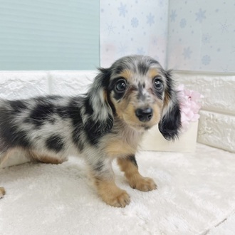 静岡県のミニチュアダックスフンド(ロング) (犬の家＆猫の里マークイズ静岡店/2025年12月30日生まれ/女の子/シルバーダップル)の子犬の2枚目の画像