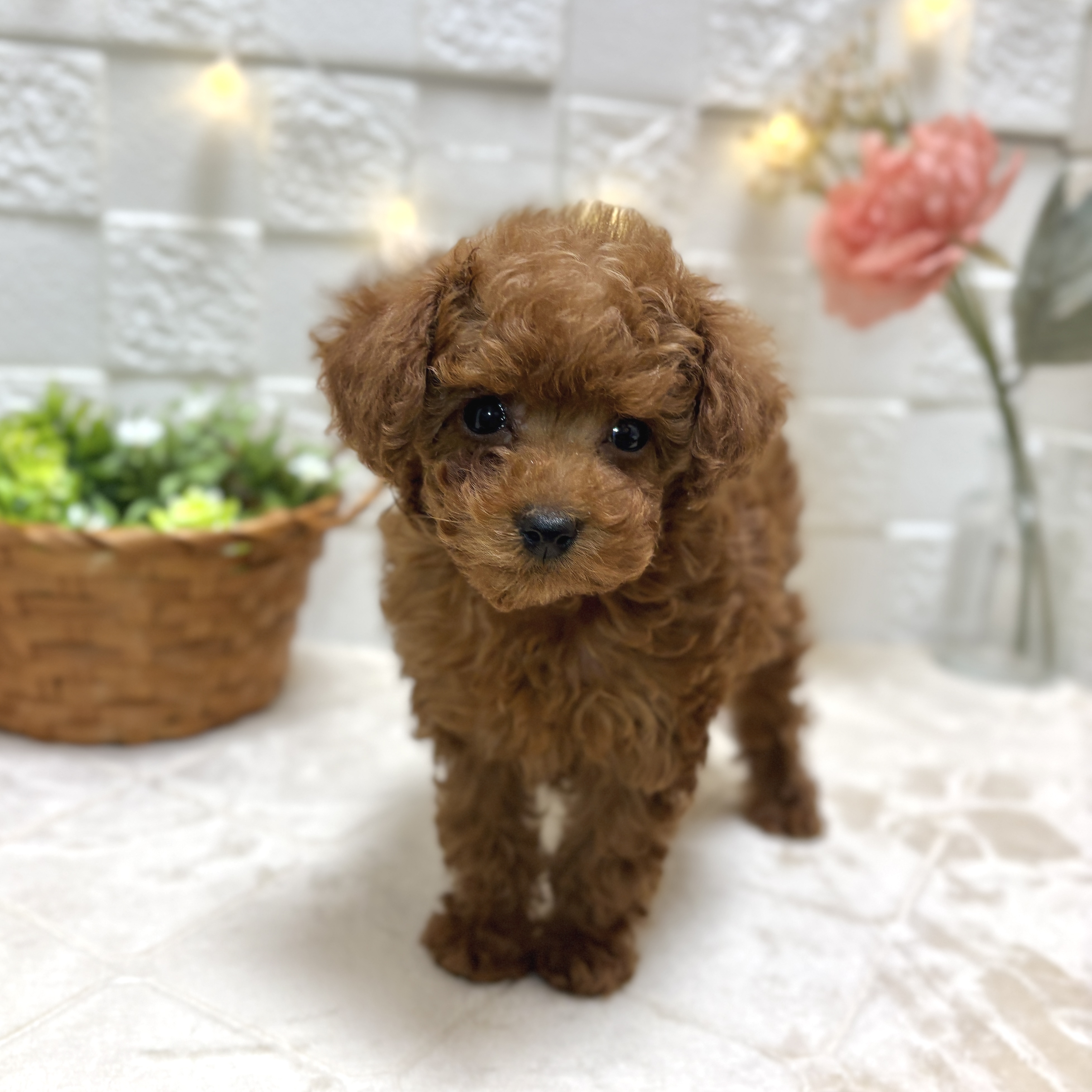 東京都のトイプードル(トイ) (犬の家＆猫の里ペットフォレスト小平店/2025年12月30日生まれ/女の子/レッド)の子犬の2枚目の画像