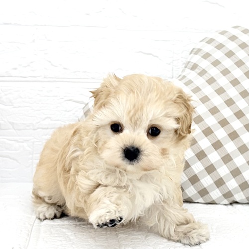 愛知県のマルプー(マルチーズ×プードル) (犬の家＆猫の里豊川インター店/2025年12月30日生まれ/女の子/クリーム)の子犬の1枚目の画像