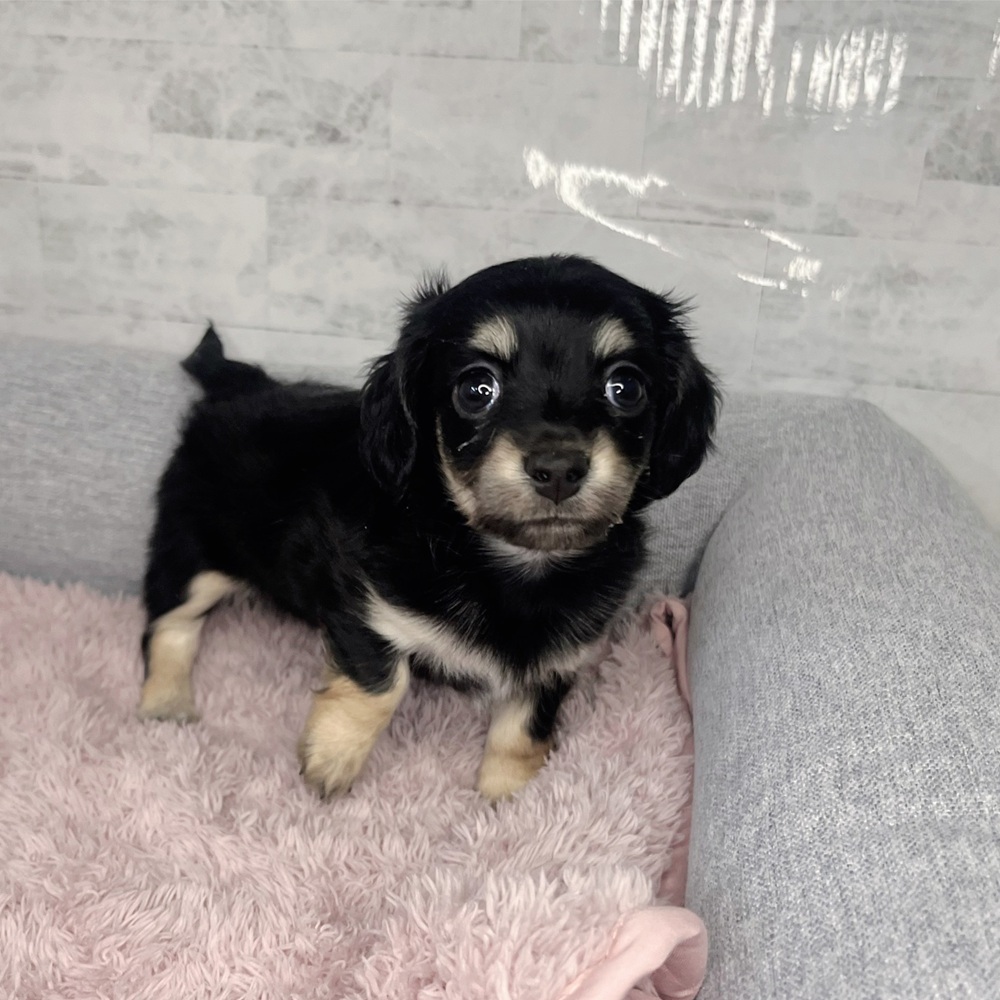長野県のチワックス(チワワ×ダックス) (犬の家＆猫の里塩尻店/2025年12月29日生まれ/女の子/ブラックイエロー)の子犬の1枚目の画像