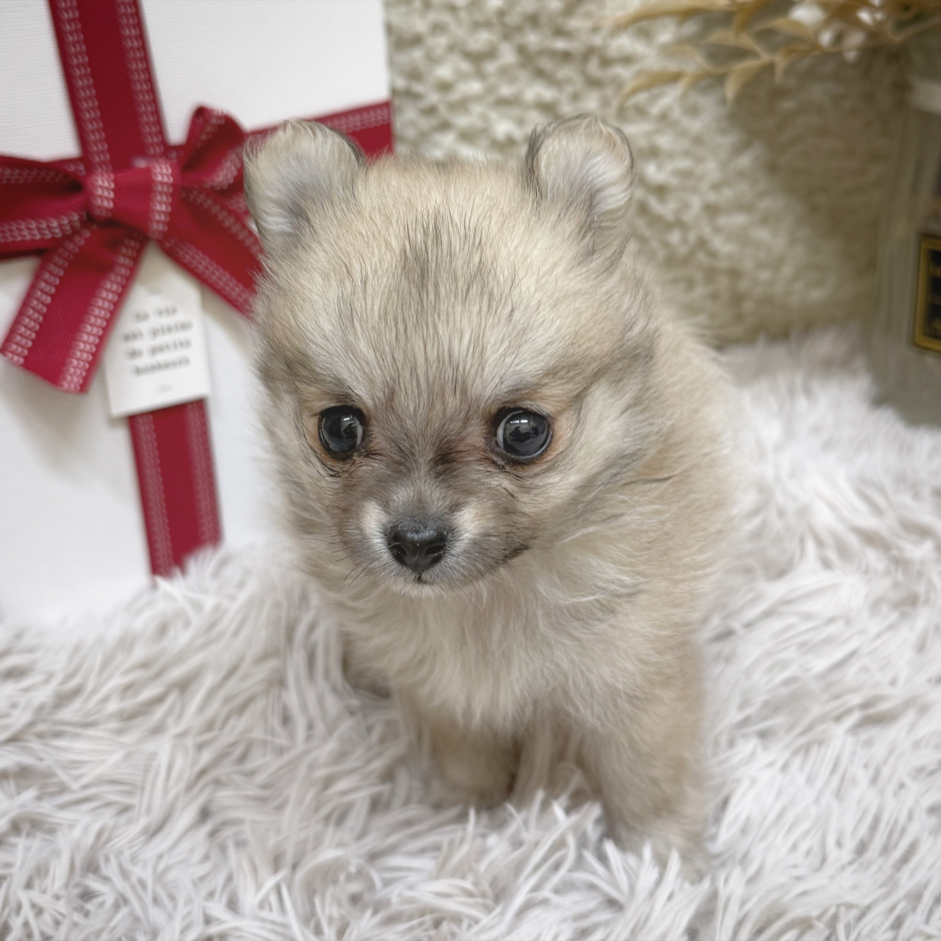 静岡県のポメチワ/チワポメ/ポメチー(ポメラニアン×チワワ) (犬の家＆猫の里藤枝店/2025年12月23日生まれ/女の子/オレンジ)の子犬の2枚目の画像