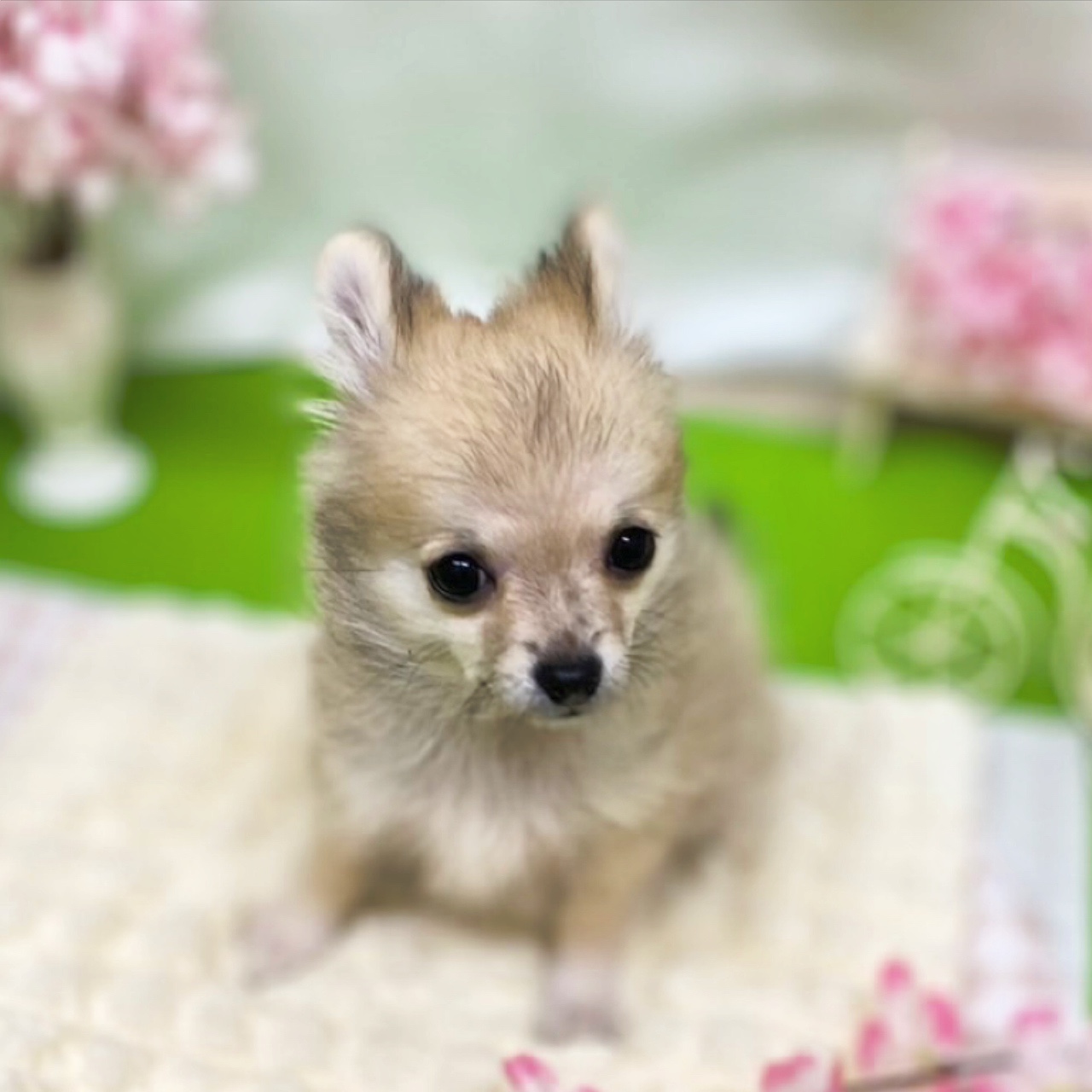 静岡県のポメチワ/チワポメ/ポメチー(ポメラニアン×チワワ) (犬の家＆猫の里藤枝店/2025年12月23日生まれ/女の子/オレンジ)の子犬の2枚目の画像