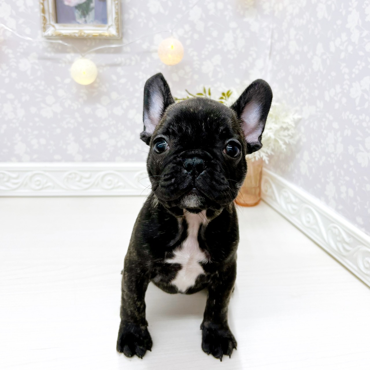 富山県のフレンチブルドッグ (犬の家＆猫の里アミーゴ山室店/2025年12月28日生まれ/女の子/ブリンドル)の子犬の2枚目の画像