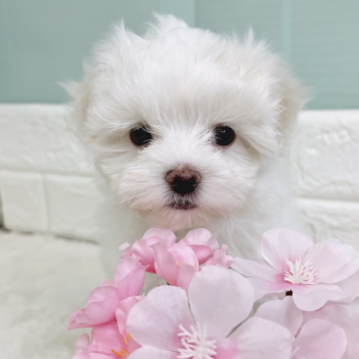 静岡県のマルチーズ (犬の家＆猫の里マークイズ静岡店/2025年12月29日生まれ/男の子/ホワイト)の子犬の2枚目の画像