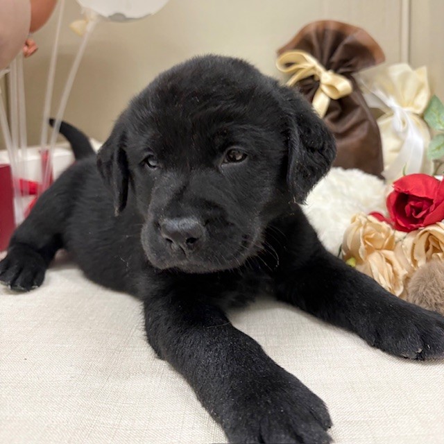 千葉県のラブラドールレトリーバー (犬の家＆猫の里ワンズモール稲毛店/2025年12月29日生まれ/男の子/ブラック)の子犬の2枚目の画像