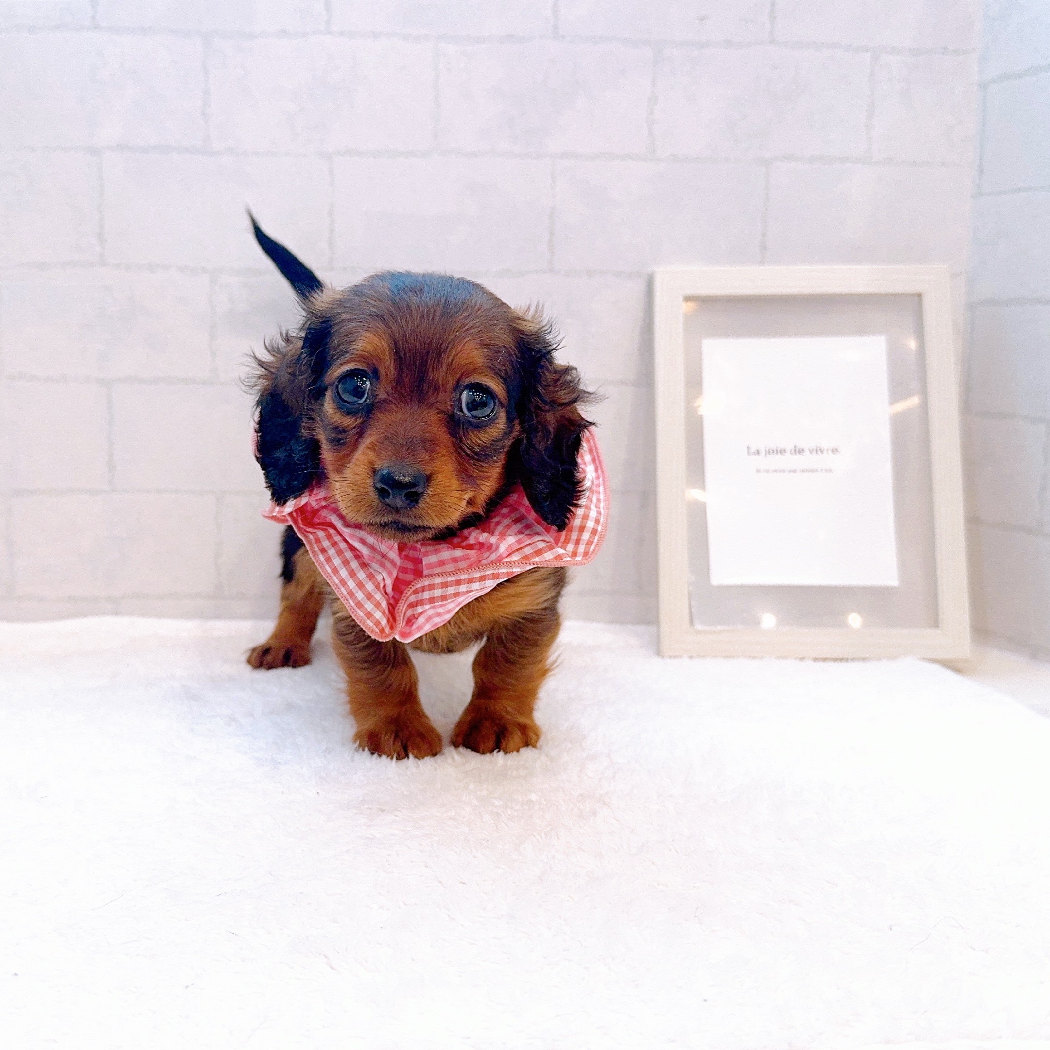 石川県のミニチュアダックスフンド(ロング) (犬の家＆猫の里金沢店/2025年12月29日生まれ/女の子/レッド)の子犬の2枚目の画像