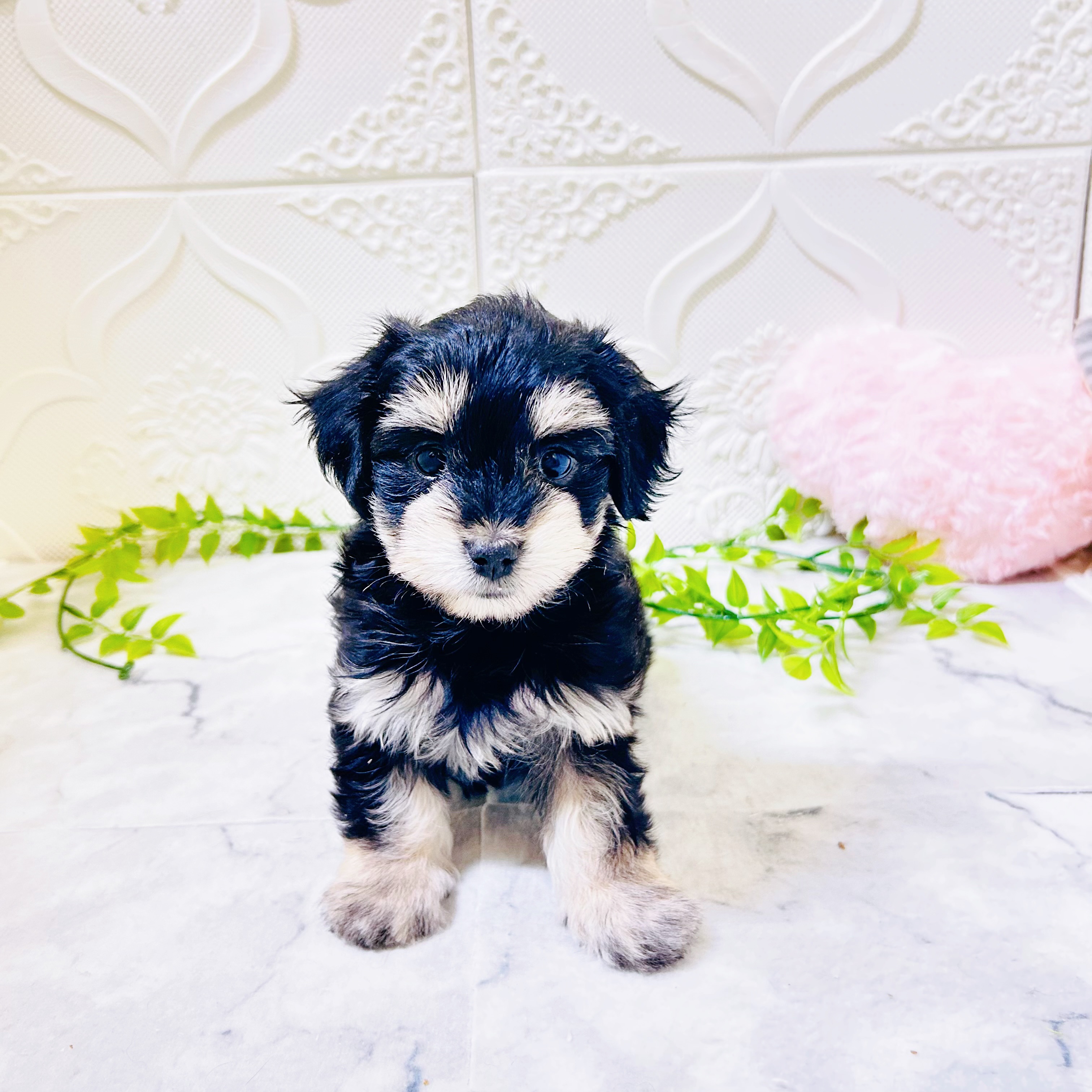 愛知県のマルックス(マルチーズ×ダックス) (犬の家＆猫の里岡崎店/2025年12月28日生まれ/女の子/ブラックタンホワイト)の子犬の1枚目の画像