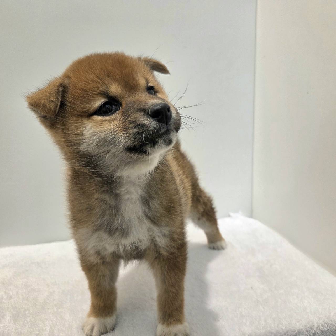 長野県の柴犬(標準サイズ) (犬の家＆猫の里カインズ梓川店/2025年12月30日生まれ/女の子/赤)の子犬の2枚目の画像