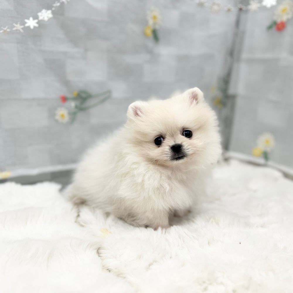 静岡県のポメラニアン (犬の家＆猫の里MEGAドン・キホーテ袋井店/2025年12月30日生まれ/男の子/クリーム)の子犬の2枚目の画像