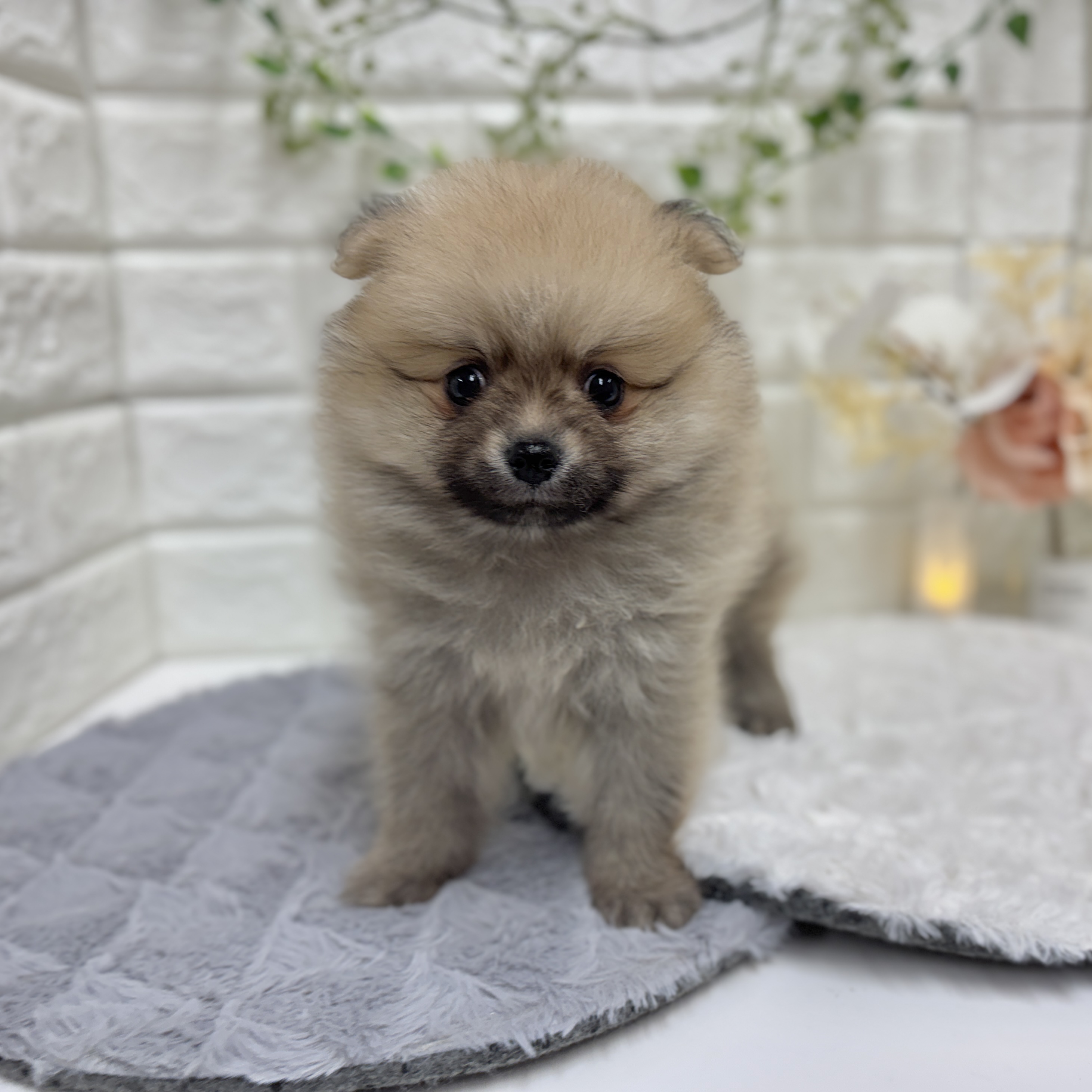 神奈川県のポメラニアン (犬の家＆猫の里相模原店/2025年12月30日生まれ/男の子/オレンジセーブル)の子犬の2枚目の画像