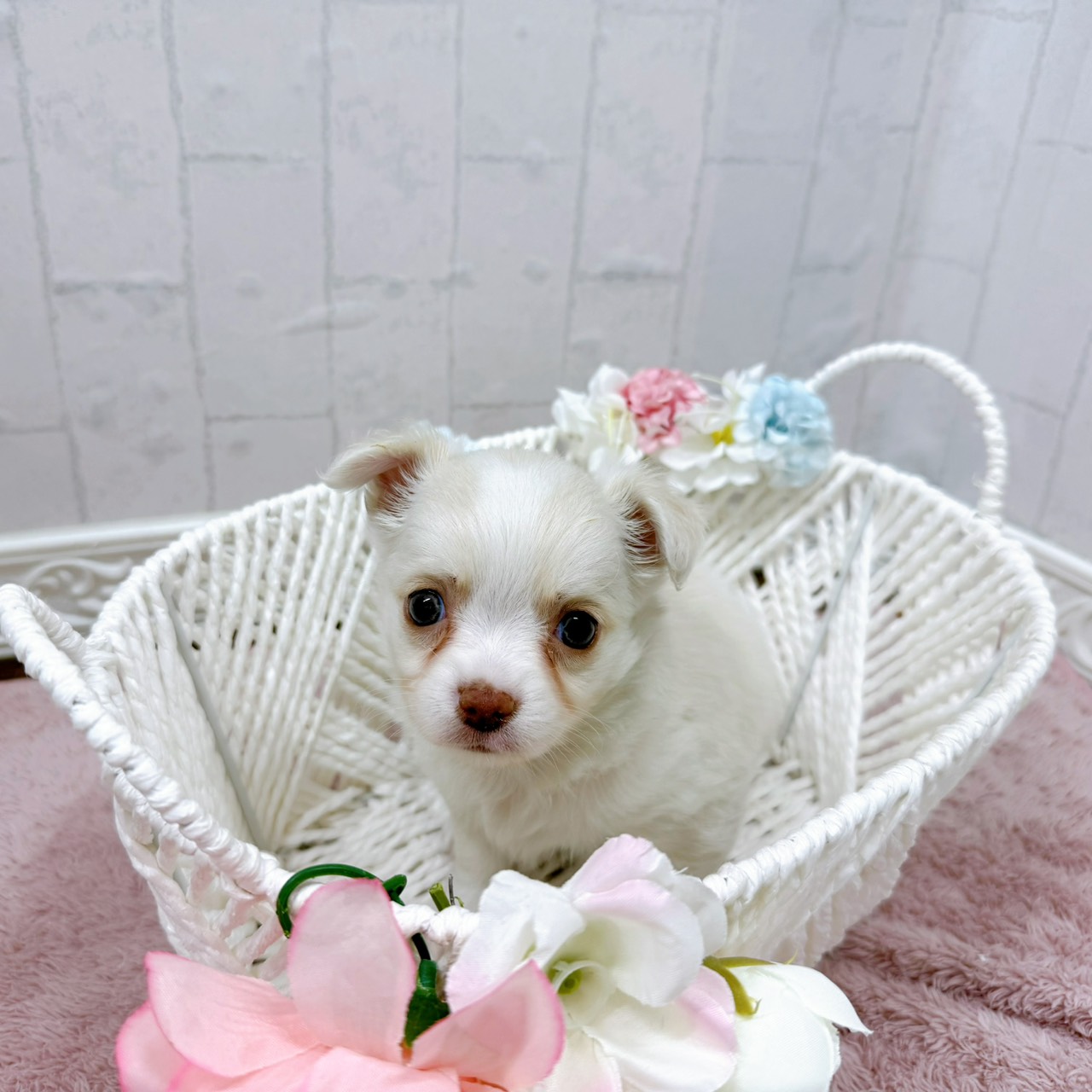 石川県のチワワ(ロング) (犬の家＆猫の里アミーゴ金沢有松店/2025年12月29日生まれ/女の子/クリームホワイト)の子犬の2枚目の画像