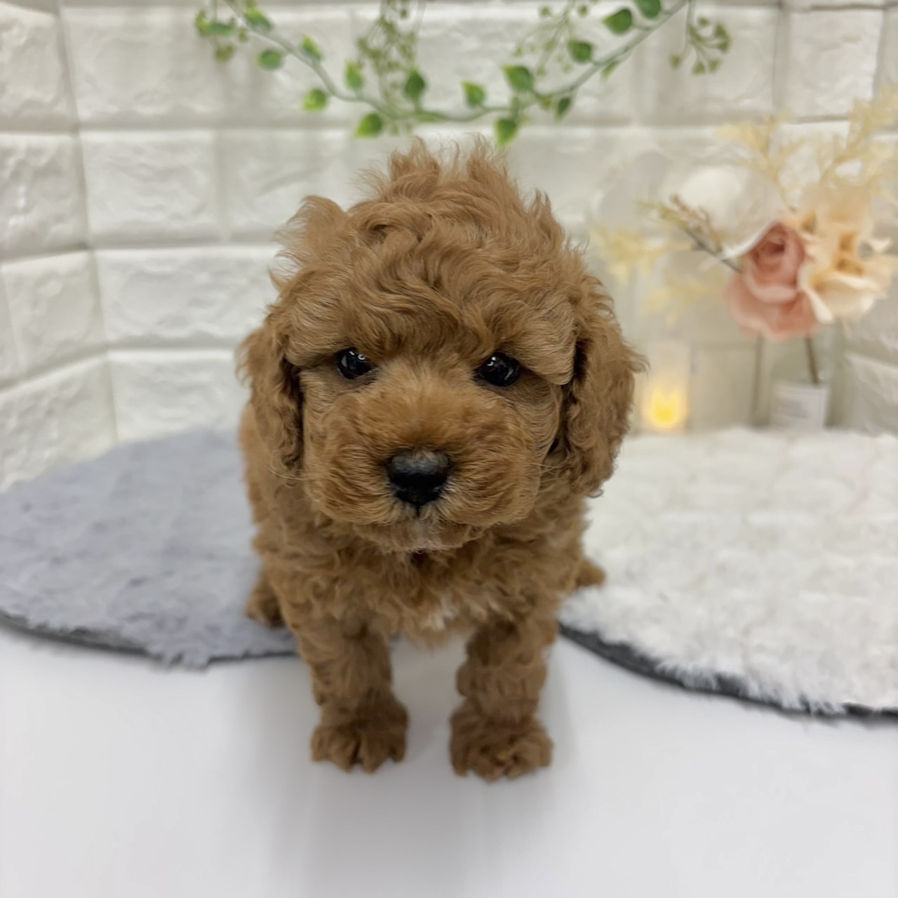 神奈川県のトイプードル(トイ) (犬の家＆猫の里相模原店/2025年12月30日生まれ/男の子/アプリコット)の子犬の2枚目の画像