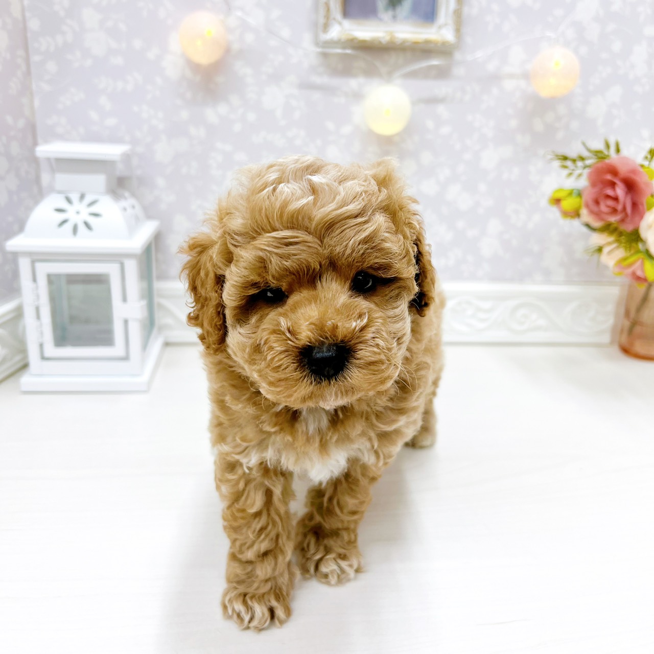 富山県のトイプードル(トイ) (犬の家＆猫の里アミーゴ山室店/2025年12月30日生まれ/男の子/クリーム)の子犬の2枚目の画像