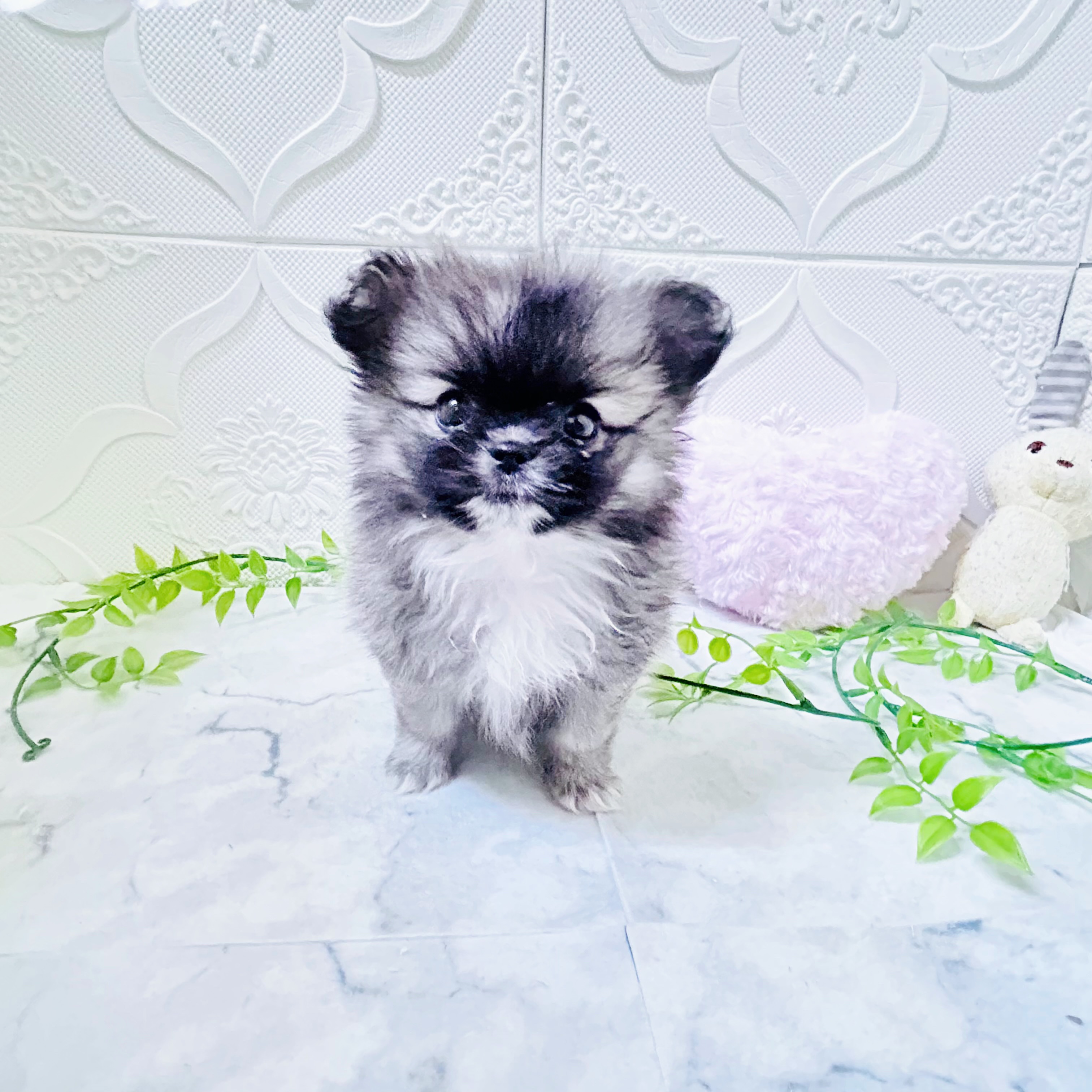 愛知県のペキポメ/ポメペキ(ペキニーズ×ポメラニアン) (犬の家＆猫の里岡崎店/2025年12月30日生まれ/女の子/フォーン)の子犬の2枚目の画像