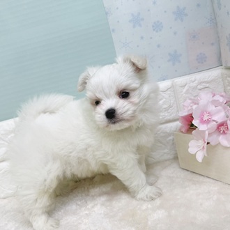 静岡県のチワマル/マルチワ(チワワ×マルチーズ) (犬の家＆猫の里マークイズ静岡店/2025年12月30日生まれ/男の子/クリーム)の子犬の2枚目の画像