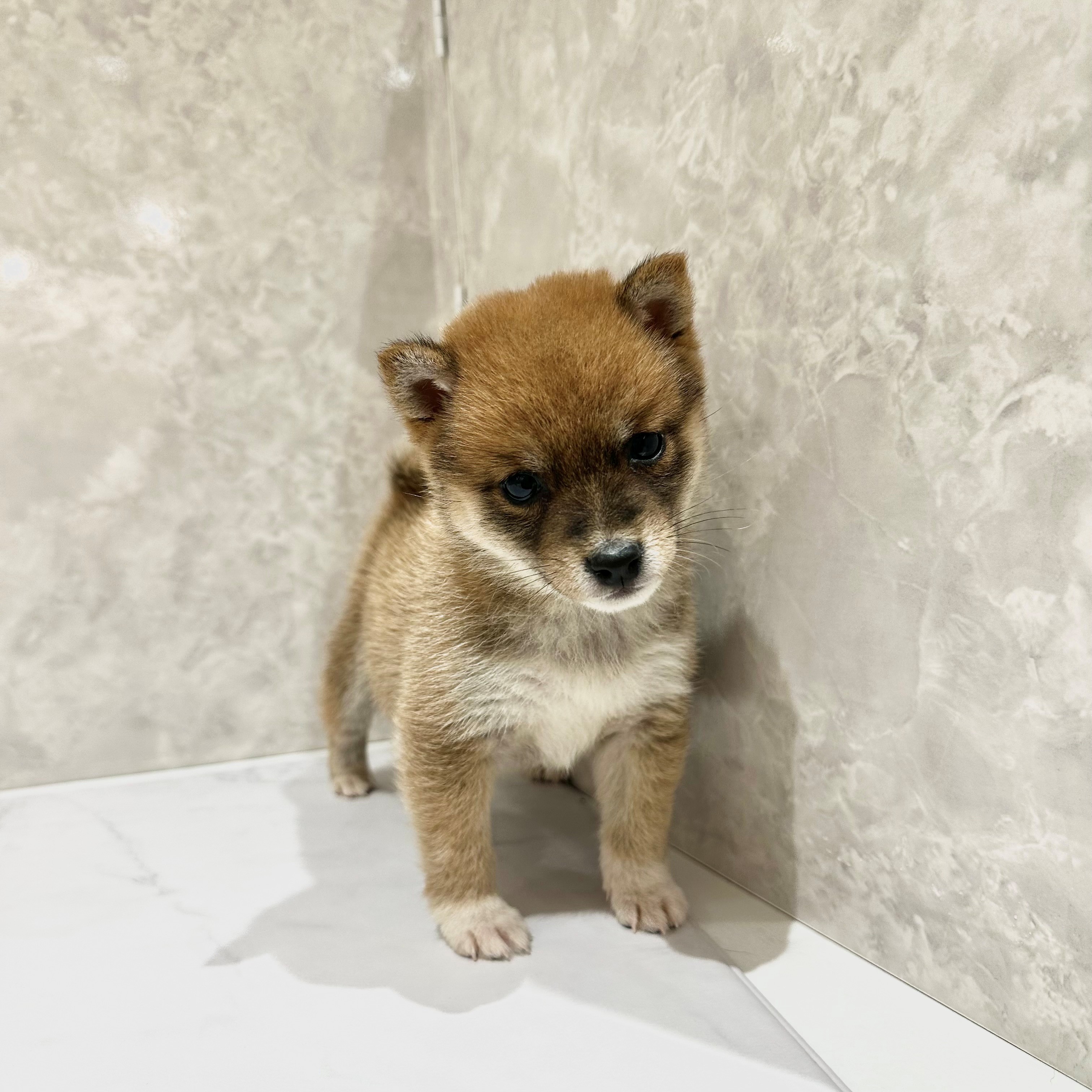 福岡県の豆柴 (犬の家＆猫の里くりえいと宗像店/2025年12月19日生まれ/女の子/赤)の子犬の2枚目の画像