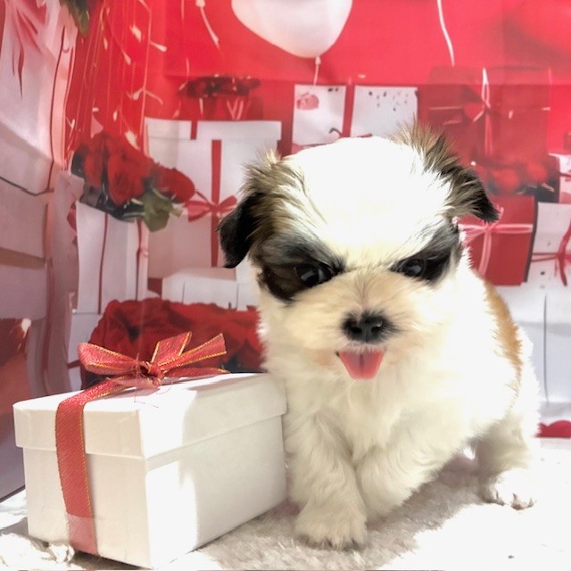 福岡県のシーズー (犬の家＆猫の里トリアス久山店/2025年12月30日生まれ/男の子/ホワイトゴールド)の子犬の2枚目の画像