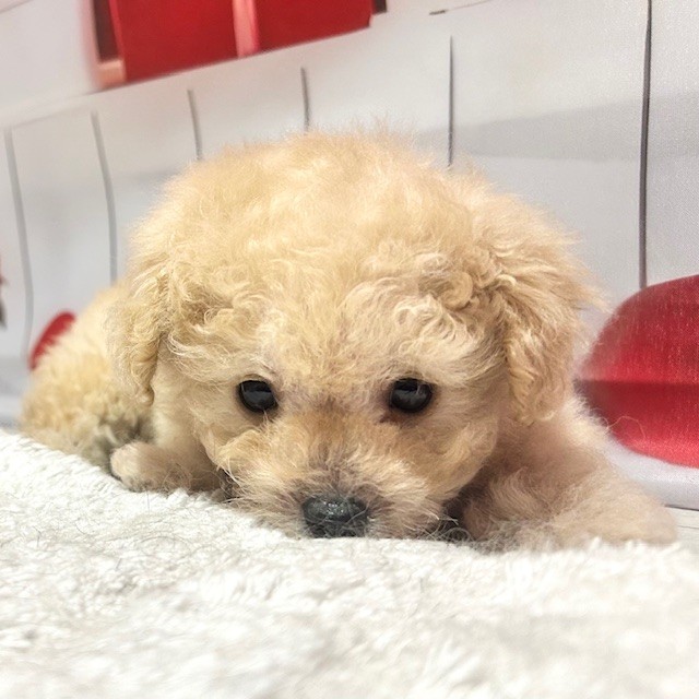 福岡県のトイプードル(ティーカップ) (犬の家＆猫の里トリアス久山店/2025年12月30日生まれ/男の子/シャンパン)の子犬の2枚目の画像