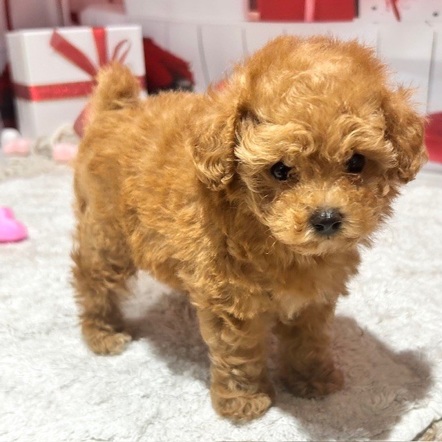 福岡県のトイプードル(トイ) (犬の家＆猫の里トリアス久山店/2025年12月30日生まれ/女の子/アプリコット)の子犬の2枚目の画像