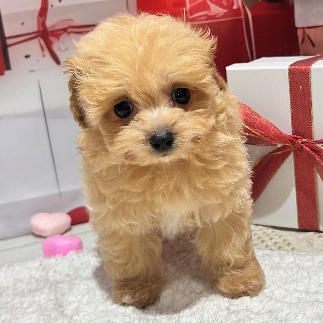 福岡県のマルプー(マルチーズ×プードル) (犬の家＆猫の里トリアス久山店/2025年12月30日生まれ/女の子/アプリコット)の子犬の2枚目の画像