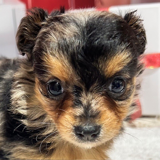 福岡県のチワックス(チワワ×ダックス) (犬の家＆猫の里トリアス久山店/2025年12月29日生まれ/女の子/シルバーダップル)の子犬の1枚目の画像