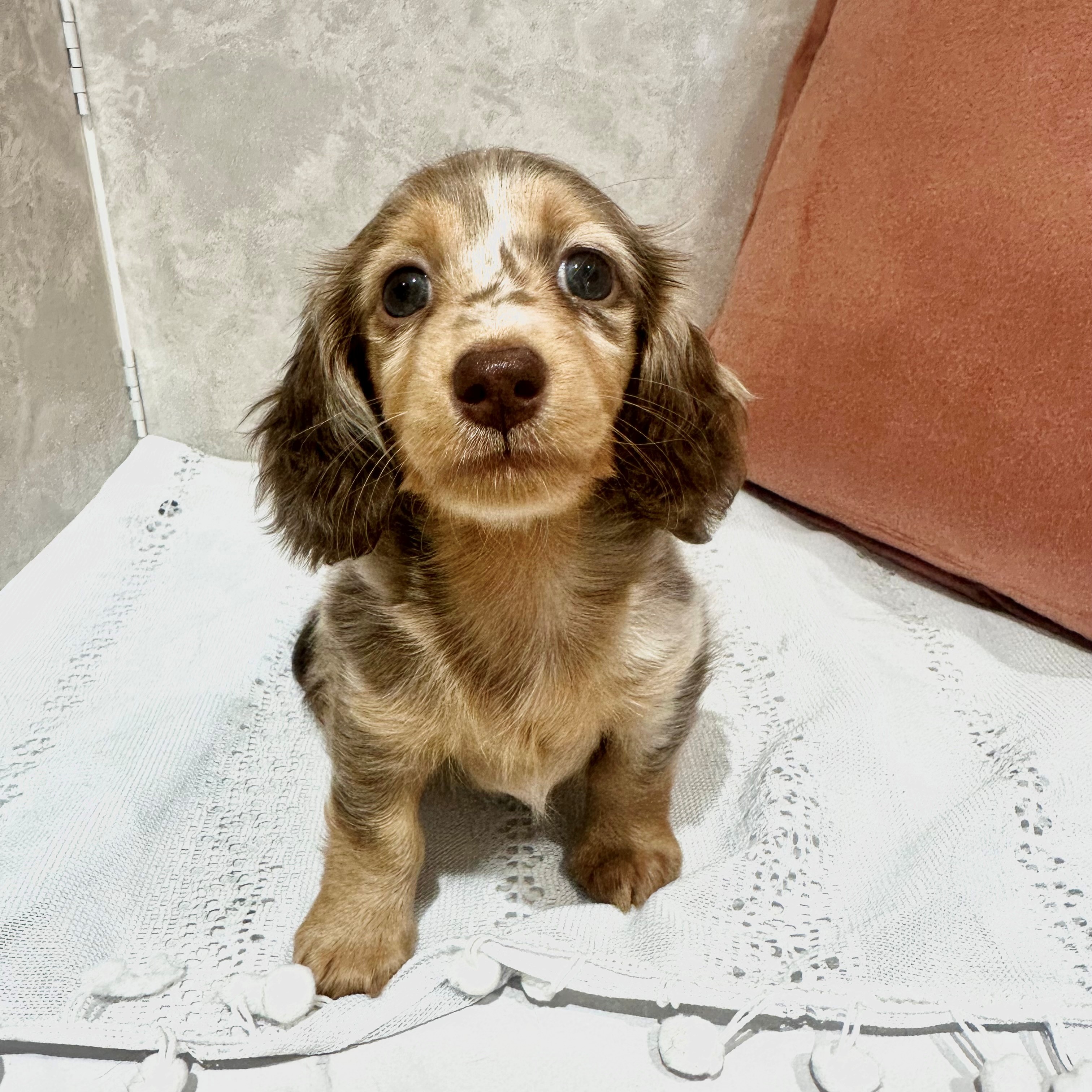 福岡県のミニチュアダックスフンド(ロング) (犬の家＆猫の里くりえいと宗像店/2025年12月28日生まれ/女の子/チョコレートダップル)の子犬の2枚目の画像