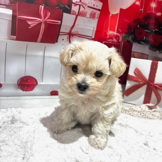 福岡県のポメプー(ポメラニアン×プードル) (犬の家＆猫の里トリアス久山店/2025年12月27日生まれ/女の子/クリーム)の子犬の2枚目の画像