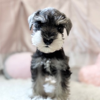 兵庫県のミニチュアシュナウザー (犬の家＆猫の里カナート西神戸店/2025年12月23日生まれ/男の子/ソルトペッパー)の子犬の1枚目の画像