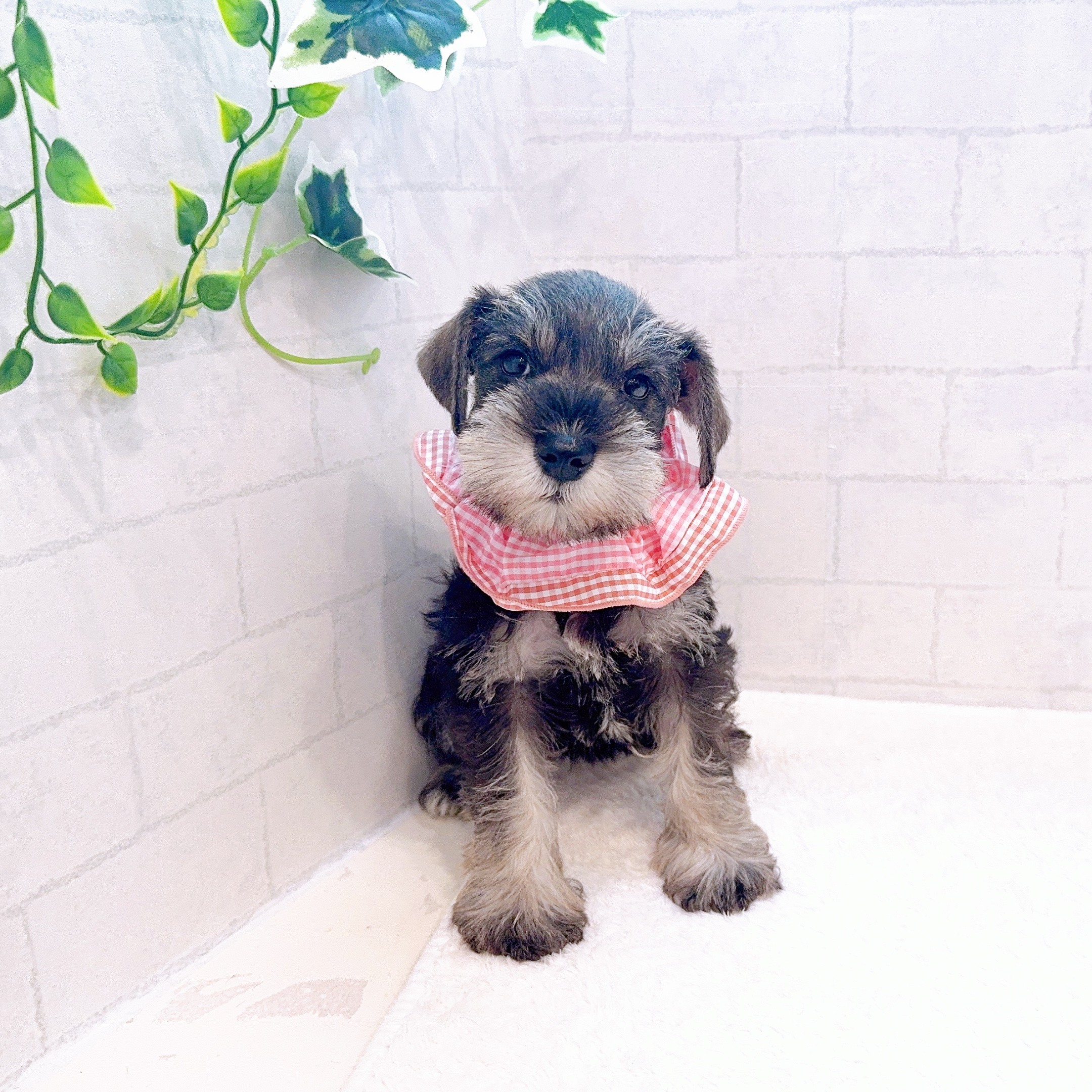 石川県のミニチュアシュナウザー (犬の家＆猫の里金沢店/2025年12月23日生まれ/女の子/ソルトペッパー)の子犬の2枚目の画像