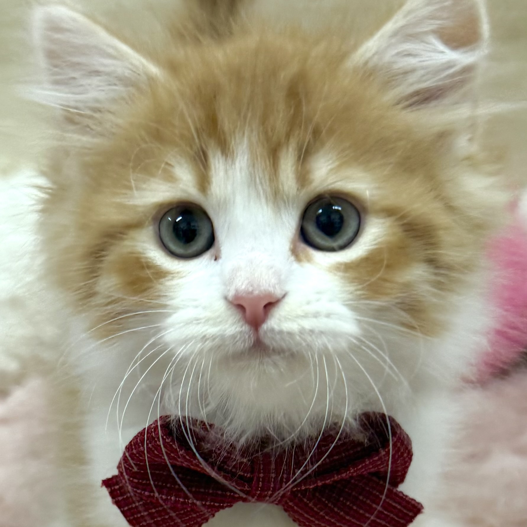 大阪府のサイベリアン (犬の家＆猫の里そよら東岸和田店/2025年12月29日生まれ/男の子/レッドタビーホワイト)の子猫の1枚目の画像