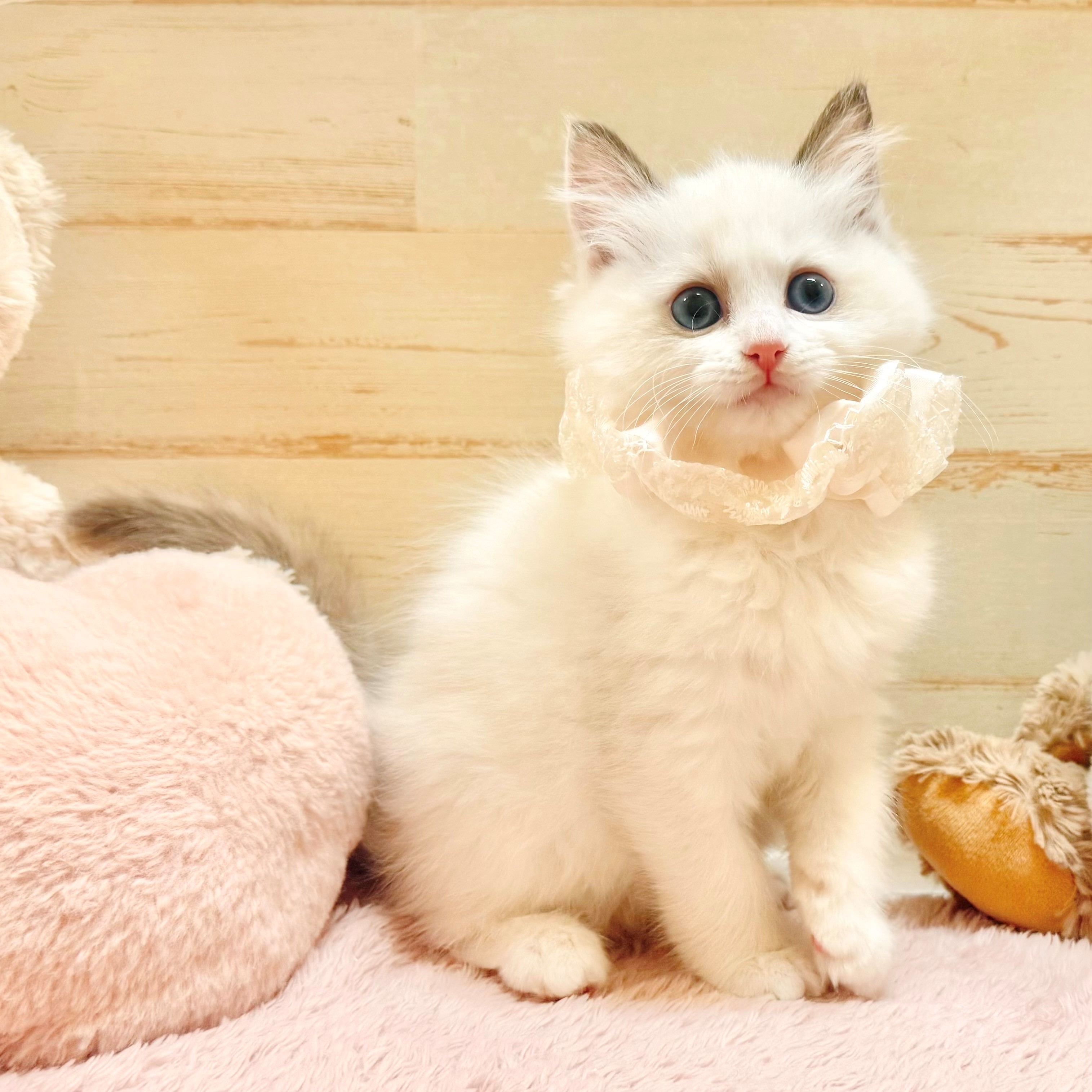 兵庫県のラグドール (犬の家＆猫の里神戸店/2025年12月28日生まれ/女の子/シールポイントバイカラー)の子猫の2枚目の画像