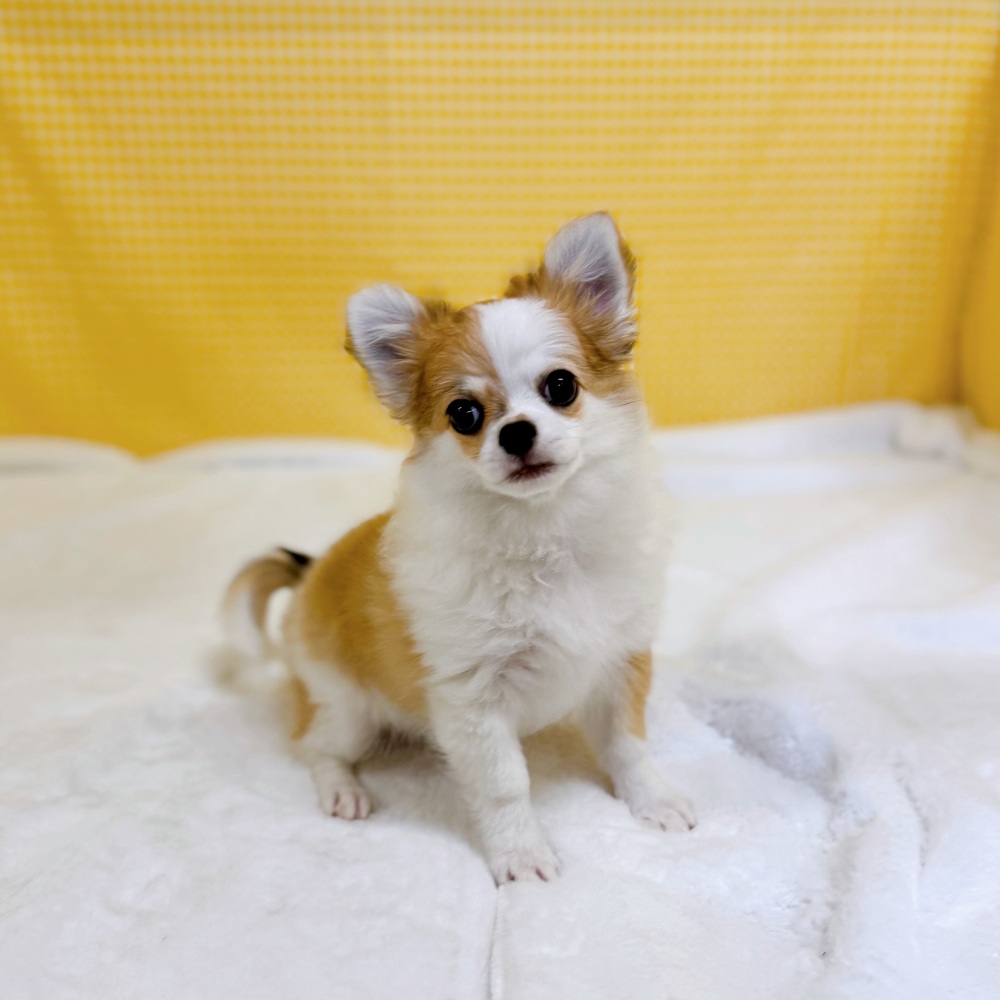 愛知県のチワワ(ロング) (犬の家＆猫の里一宮店/2025年12月30日生まれ/男の子/フォーンホワイト)の子犬の2枚目の画像