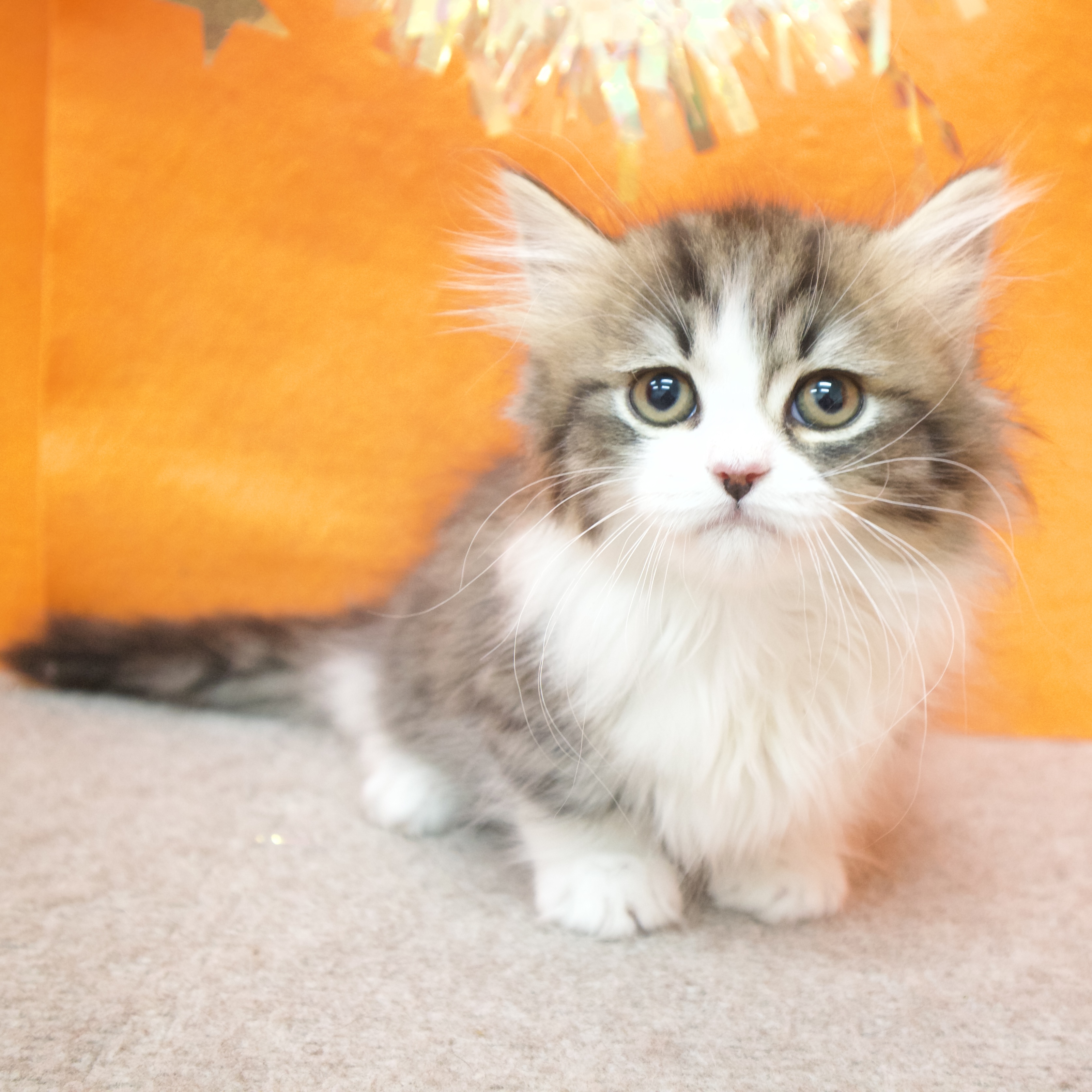 大阪府のミヌエット (犬の家＆猫の里吹田店/2025年12月18日生まれ/男の子/ブラウンタビーホワイト)の子猫の2枚目の画像