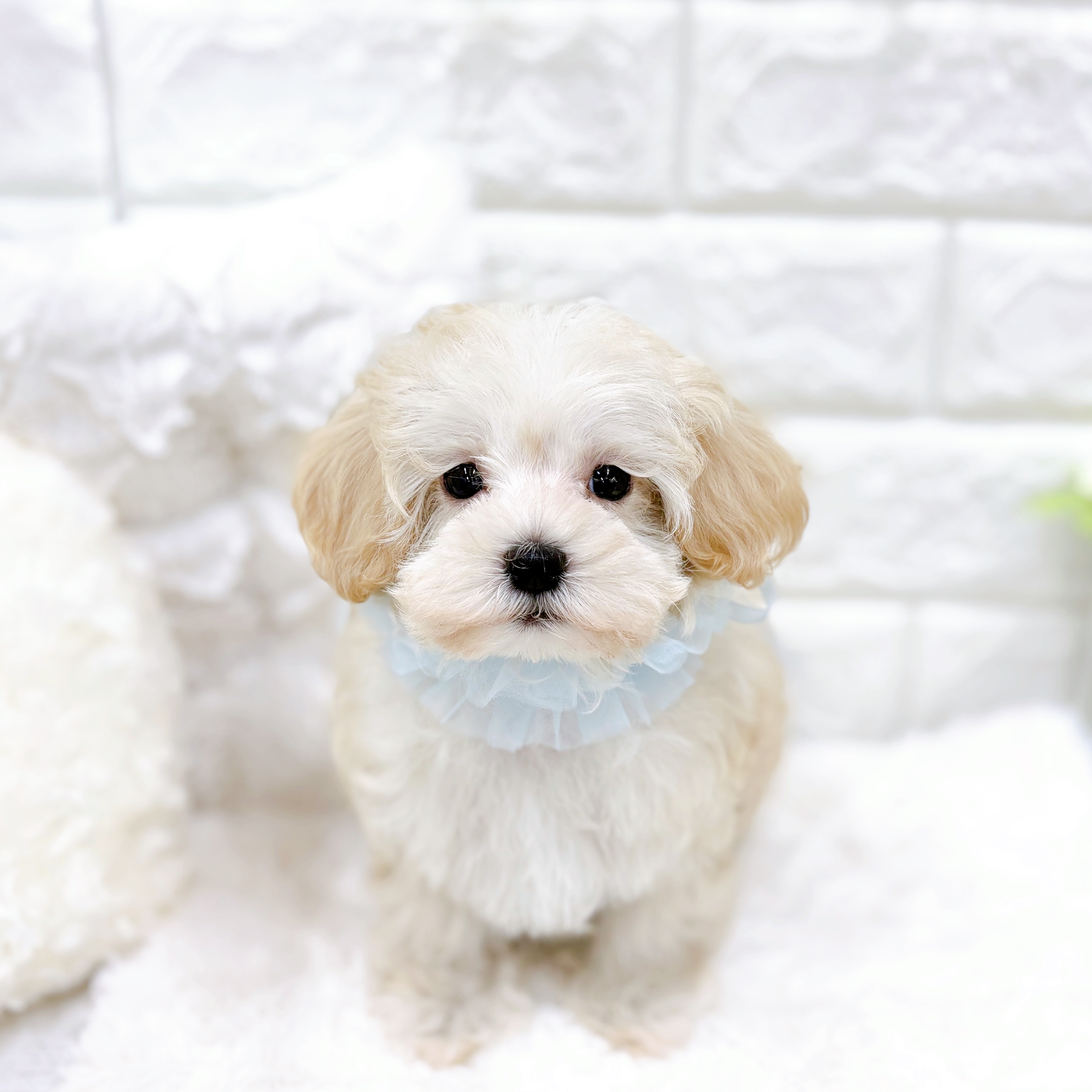 福井県のマルプー(マルチーズ×プードル) (犬の家＆猫の里アミーゴ福井店/2025年12月29日生まれ/男の子/クリーム)の子犬の2枚目の画像