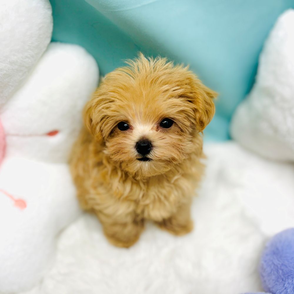 愛知県のマルプー(マルチーズ×プードル) (犬の家＆猫の里愛知刈谷店/2025年12月20日生まれ/男の子/アプリコット)の子犬の2枚目の画像