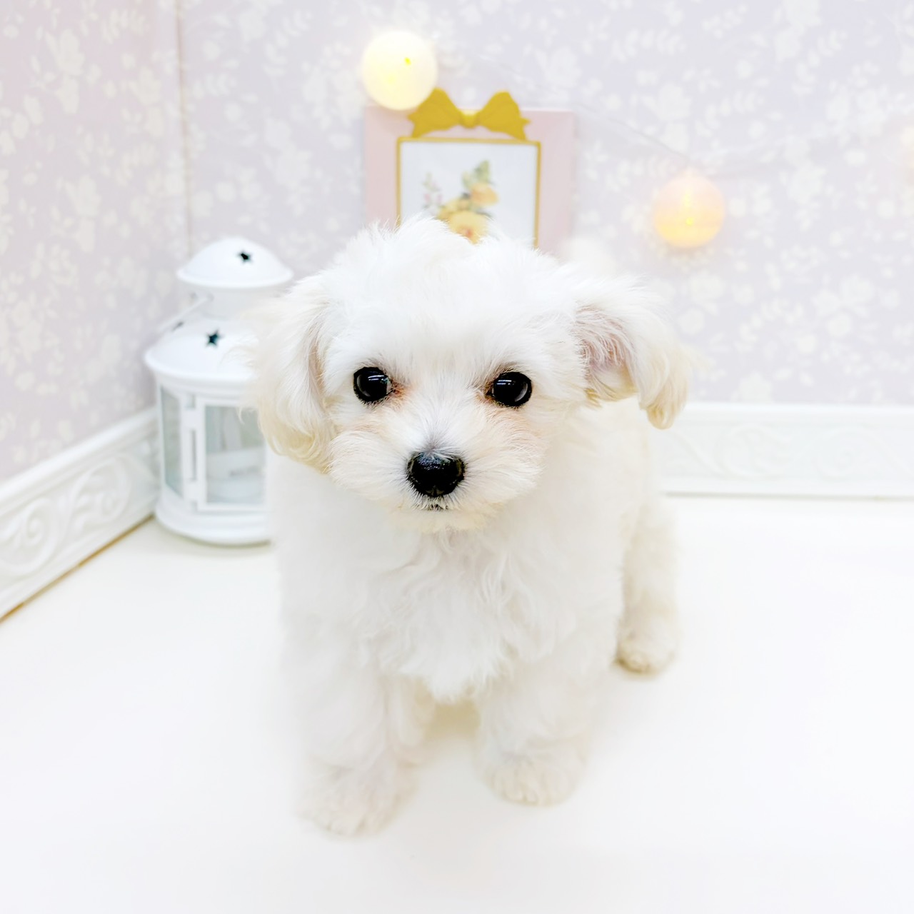 富山県のマルプー(マルチーズ×プードル) (犬の家＆猫の里富山店/2025年12月29日生まれ/女の子/クリームホワイト)の子犬の2枚目の画像