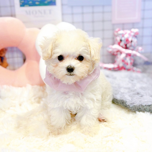 福井県のマルプー(マルチーズ×プードル) (犬の家＆猫の里福井店/2025年12月29日生まれ/女の子/クリームホワイト)の子犬の2枚目の画像