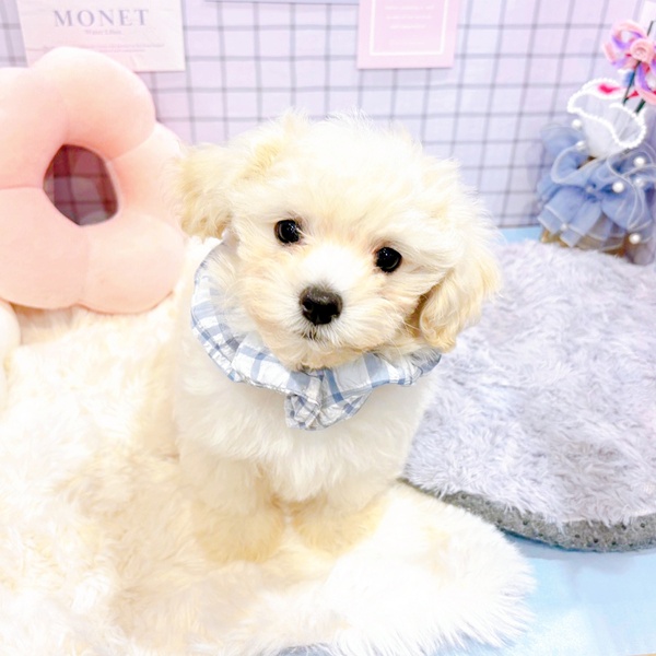 福井県のマルプー(マルチーズ×プードル) (犬の家＆猫の里福井店/2025年12月29日生まれ/男の子/クリームホワイト)の子犬の2枚目の画像