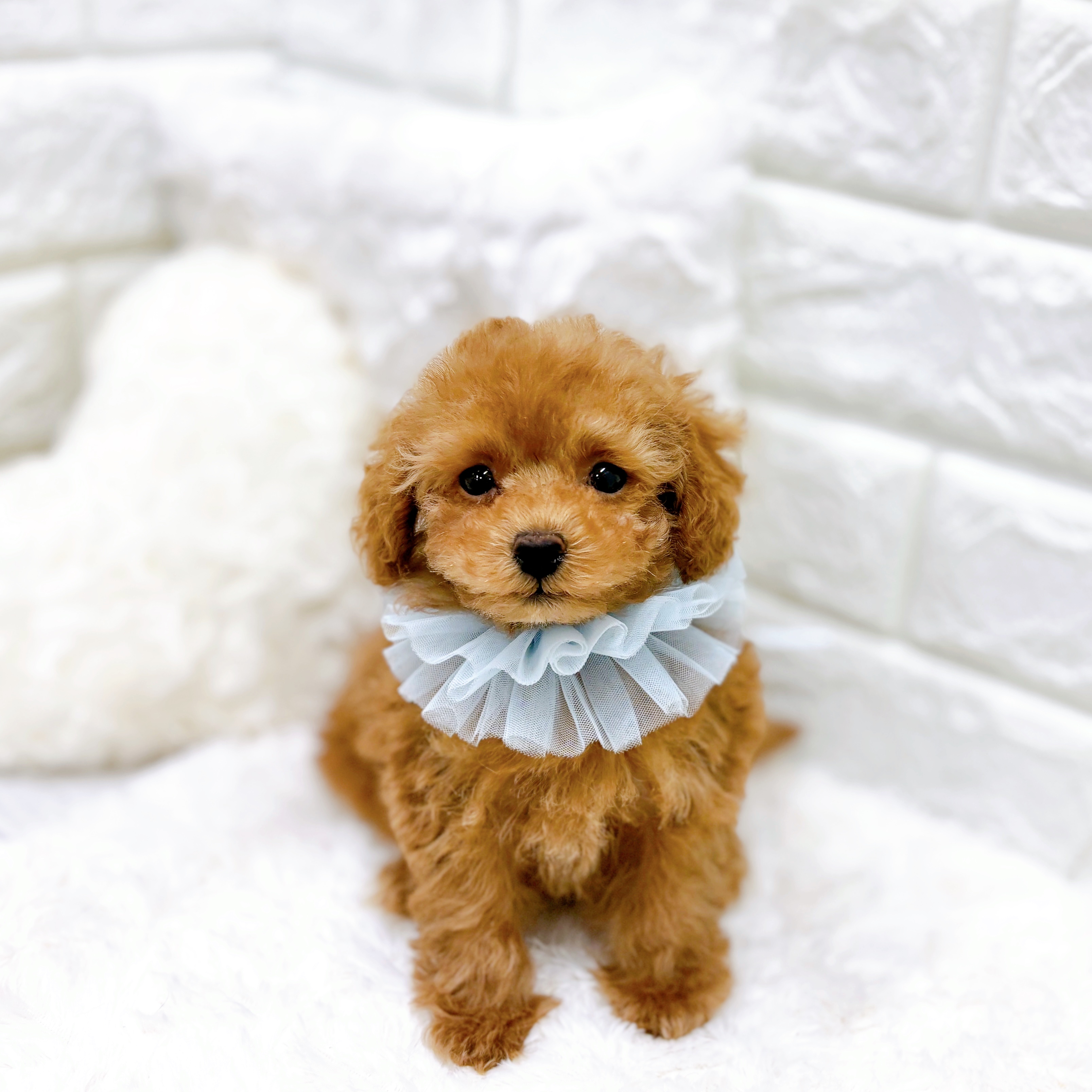 福井県のトイプードル(トイ) (犬の家＆猫の里アミーゴ福井店/2025年12月31日生まれ/男の子/レッドフォーン)の子犬の2枚目の画像